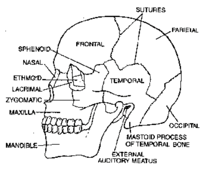 Skeletal System in Man